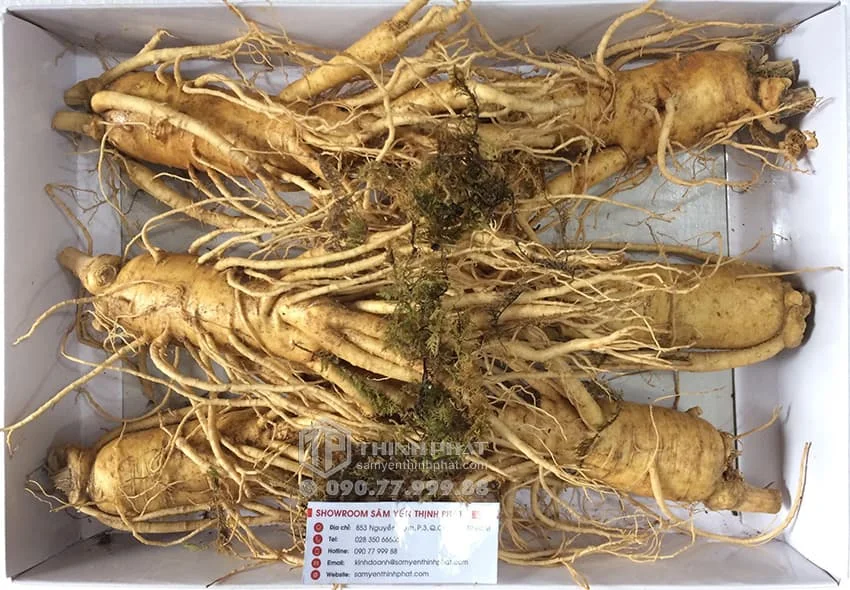 Nhân sâm tươi Hàn Quốc loại 6 củ 1 kg