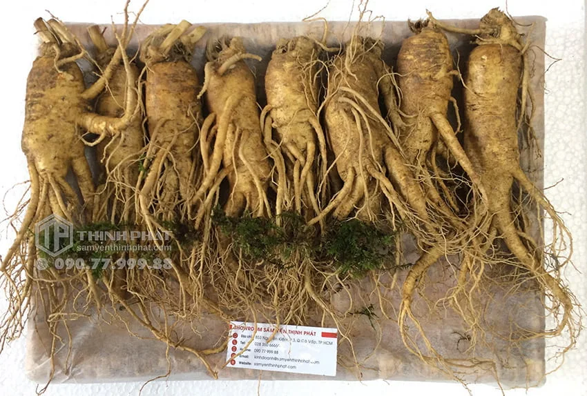 Nhân sâm tươi Hàn Quốc loại 8 củ 1 kg