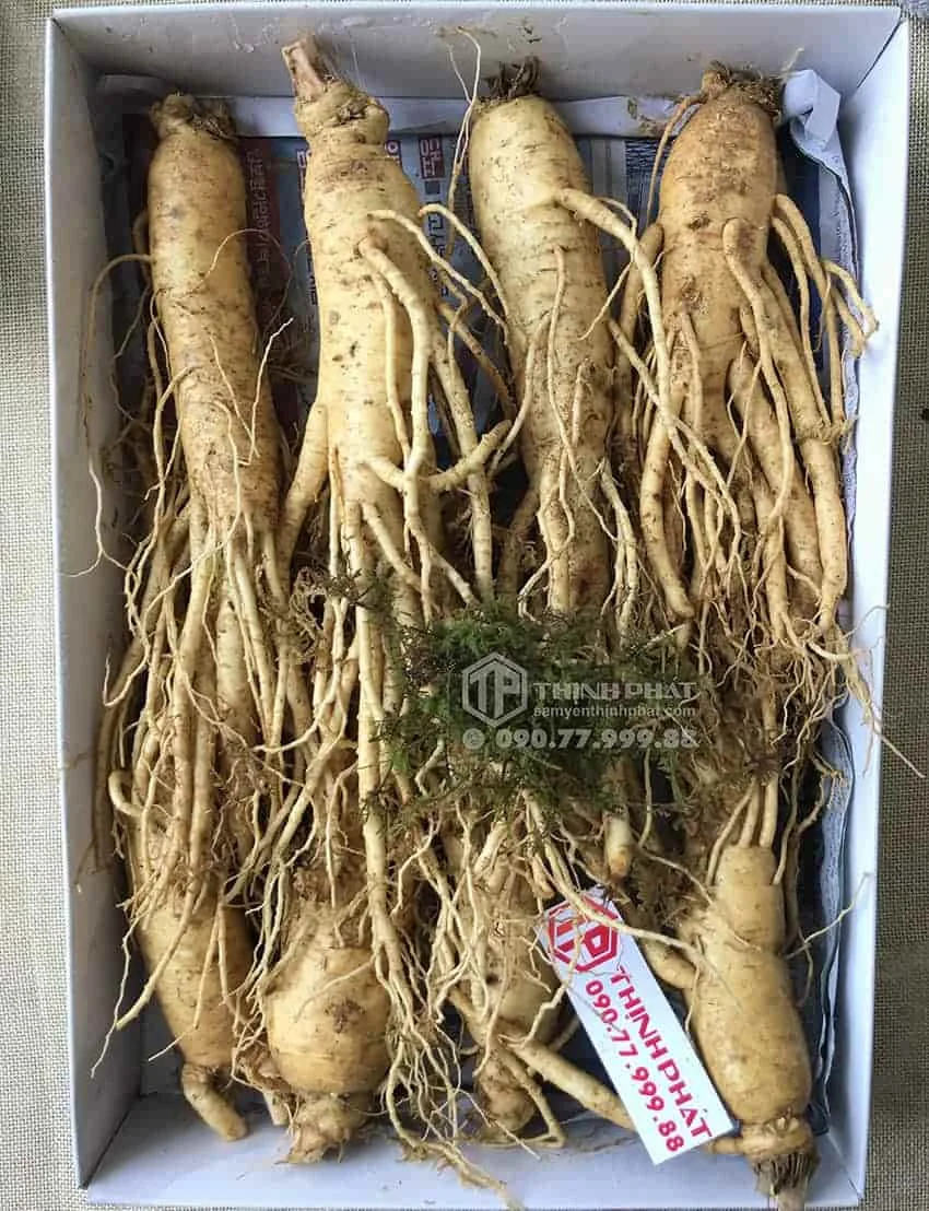 Nhân sâm tươi Hàn Quốc loại 8 củ 1 kg
